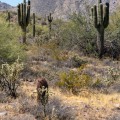 Why You Should Visit Scottsdale, Arizona